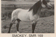 The remaining four Ojibwe Horse mares were bred to registered Spanish Mustang stallion Smokey (SMR169).
