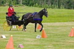 Ojibwe Horse Bidaaben (Ojibwe for "Sunrise") placed highest overall in the large pony division at the 2010 Wild Rose Horse Trials. Melany Moore is shown here driving Sunrise through the Cones trial after dressage.